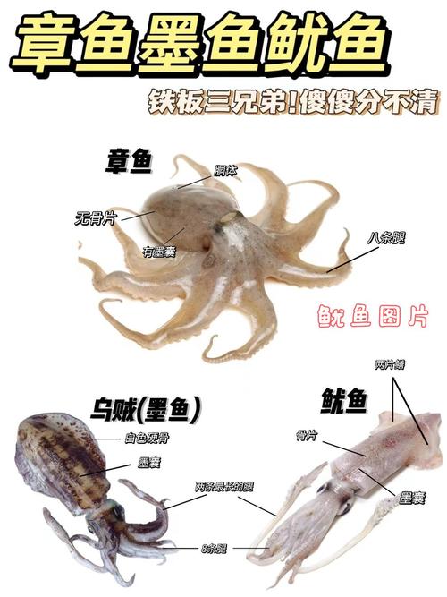 章鱼和乌贼的区别图片_章鱼乌贼鱿鱼怎么分？海鲜美味做法多