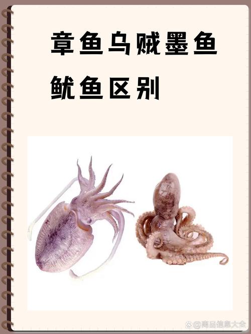 章鱼和乌贼的区别图片_章鱼乌贼鱿鱼怎么分？海鲜美味做法多