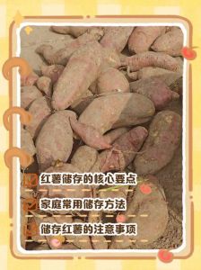 鲜红薯怎么长期保存_红薯发硬发芽别扔，晾干通风巧保存！