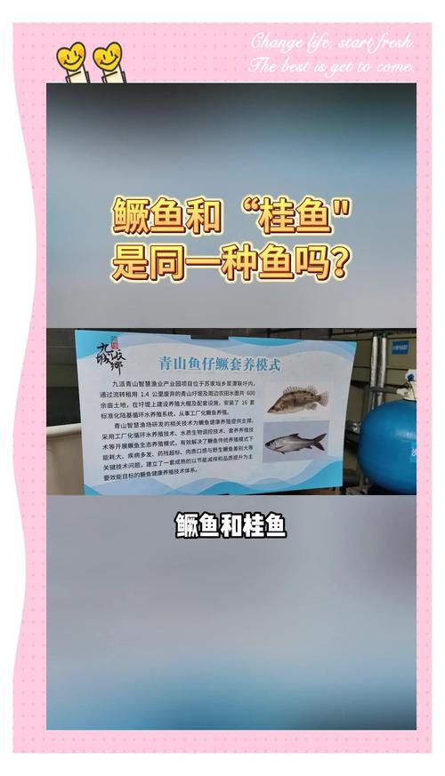 黄山鳜鱼和桂鱼区别_鳜鱼和桂鱼是同一种鱼