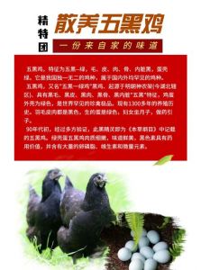 绿壳蛋鸡和粉壳蛋的区别_粉壳高产，绿壳营养，选适合自己的！