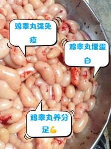 鸡存屎的器官叫什么_产蛋排污一体的神奇器官