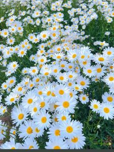 雏菊和向日葵是一个科属种的吗_从向日葵到雏菊，多样性十足！