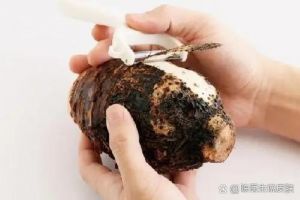 被芋头弄到手很痒怎么快速止痒_芋头黏液手痒？清水冲洗或用姜！