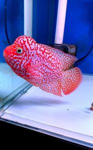 罗汉鱼属于深海鱼吗_杂交观赏鱼，爱高温，护幼鱼