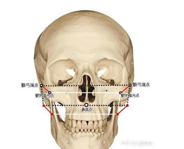 颧骨是哪个部位图片_影响脸型美与功能的重要骨头 颧骨是哪个部位图片_影响脸型美与功能的重要骨头