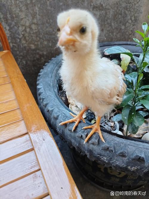 未抱出的小鸡有营养吗_毛蛋营养高有风险，南方当补品需煮熟