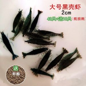 黑壳虾可以和冷水鱼一起养吗_黑壳虾冷水鱼能共养吗？看方法！