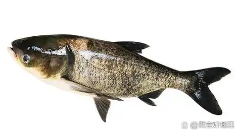 鲢鳙就是大头鱼吗_鲢鱼和鳙鱼的区别