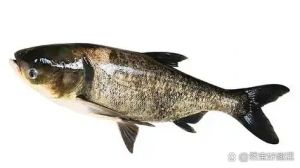 鲢鳙就是大头鱼吗_鲢鱼和鳙鱼的区别