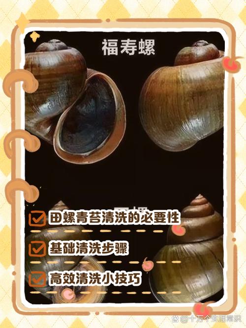 田螺怎么清洗最干净_加盐香油泡一小时