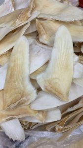 鲨鱼鱼翅部位标识图_停止残忍鱼翅贸易，保护海洋生态，美味不贵有替代品