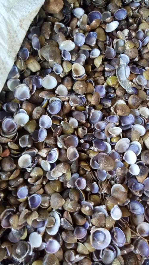 海瓜子和河贝的区别_海边美味，带壳炒食鲜又营养