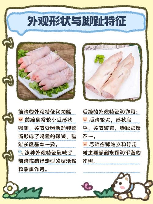 前猪蹄和后猪蹄哪个好_红烧前蹄卤后蹄，炖汤看喜好