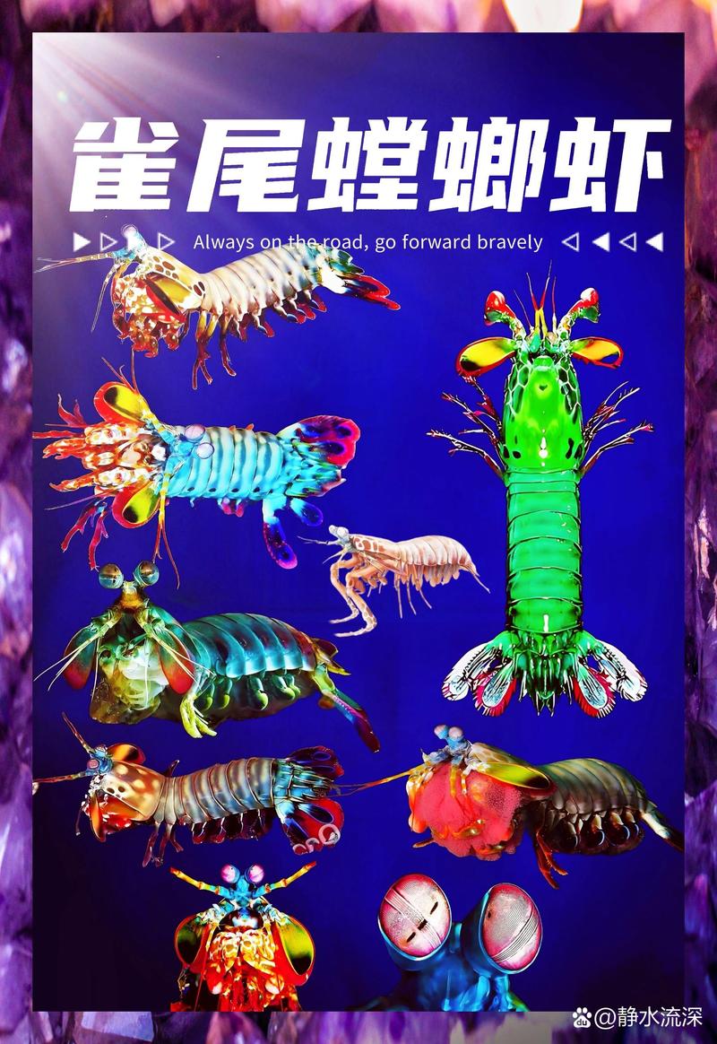 螳螂虾能把人打骨折吗_螳螂虾铁拳迅猛，1-2毫秒致骨折
