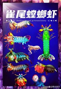 螳螂虾能把人打骨折吗_螳螂虾铁拳迅猛，1-2毫秒致骨折