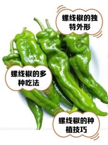 线椒和螺丝椒哪个辣_辣度口味不同