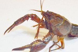 蝲蛄和小龙虾对比图_口感价值大不同