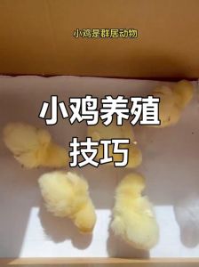 刚买的小鸡怎么养活_养小鸡小窍门，提高成活率