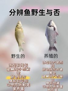鳊鱼和鲫鱼哪个刺少_鳊鱼刺少价廉，鲫鱼肉嫩价高