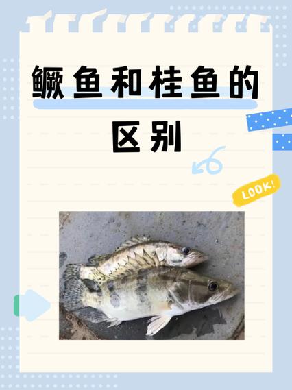 安徽臭鳜鱼和桂鱼是一种吗_腌制发酵名菜，方便又地道