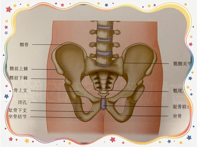 胯骨在哪个部位图片_连接脊椎与大腿骨的关键骨骼