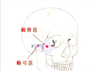 颧骨是哪个部位图片_影响脸型美与功能的重要骨头
