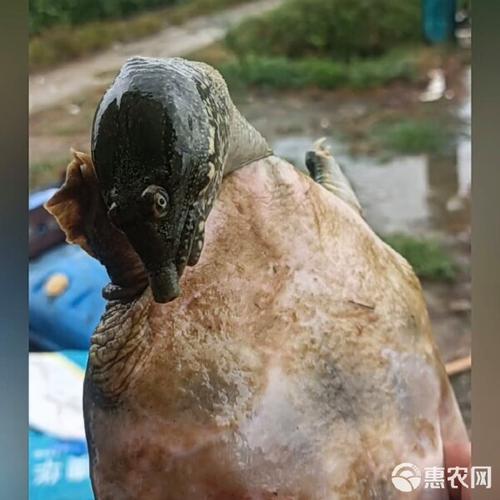 吃鱼虾长大的甲鱼是什么颜色_甲鱼颜色因品种环境不同