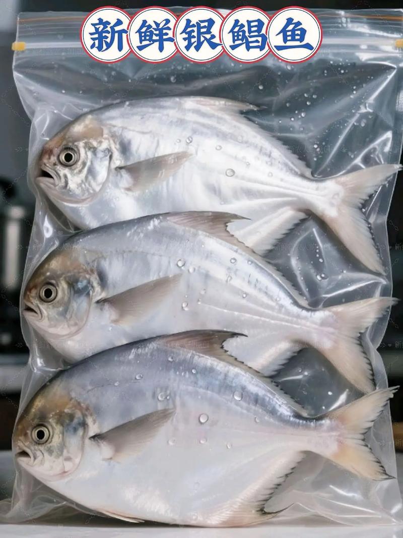 银鲳鱼是深海鱼吗_鲜美营养，老少皆宜