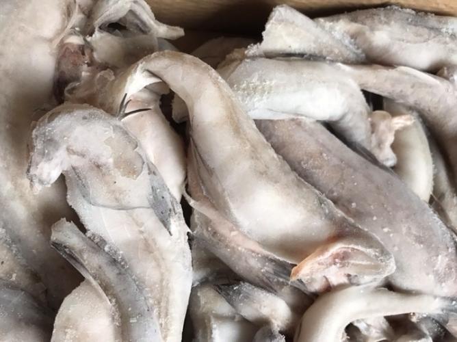 虾潺是龙头鱼吗_鲜美主骨鱼，多地爱食客