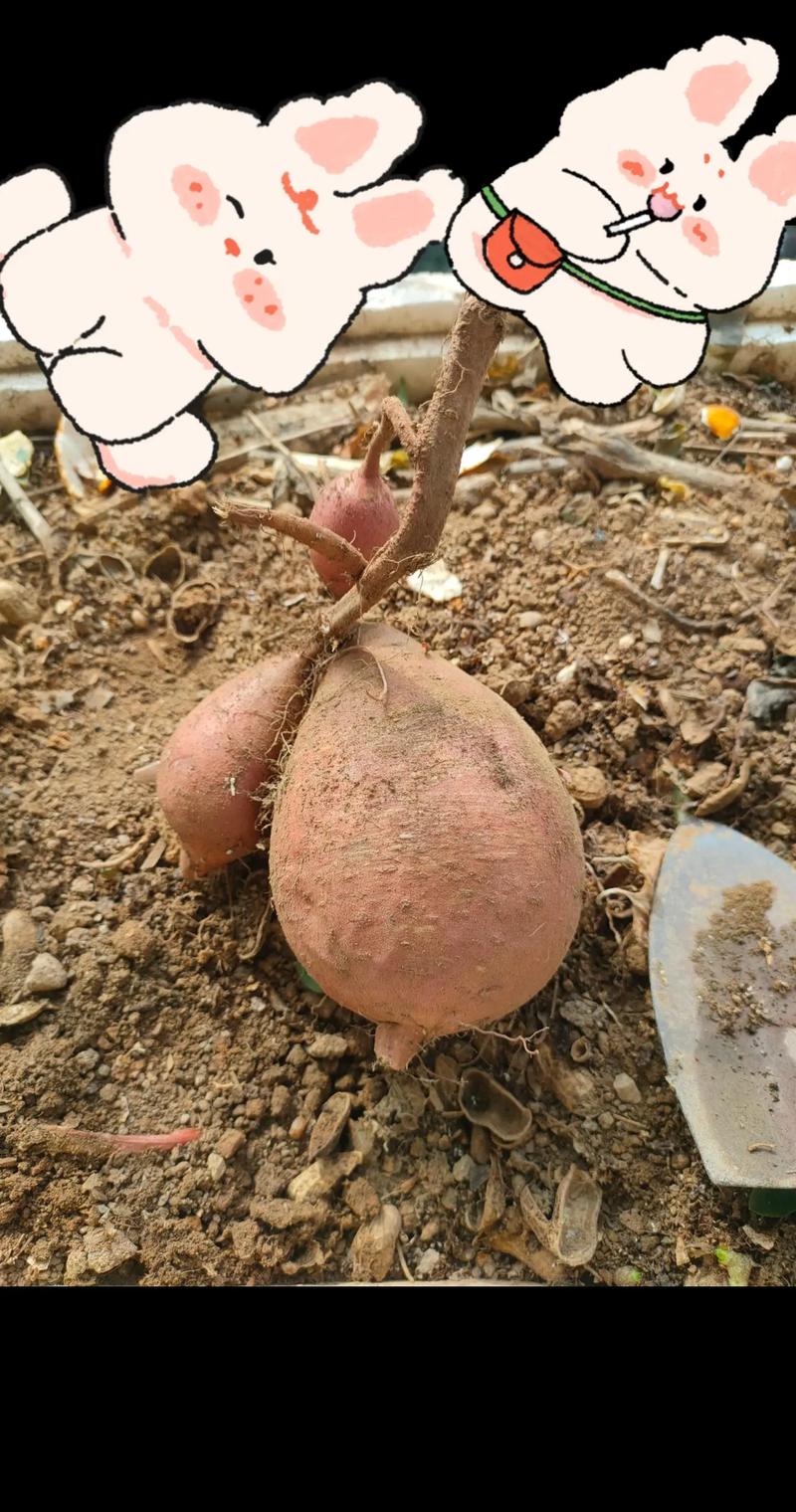 泡沫箱怎样储存红薯_选好存箱,通风避潮 泡沫箱怎样储存红薯_选好存箱,通风避潮