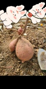 泡沫箱怎样储存红薯_选好存箱，通风避潮