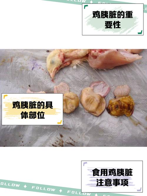 鸡哪个部位是装屎的_鸡无膀胱粪便尿混合排出