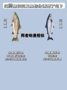 红鳟鱼跟三文鱼对比_怎么选才安全？