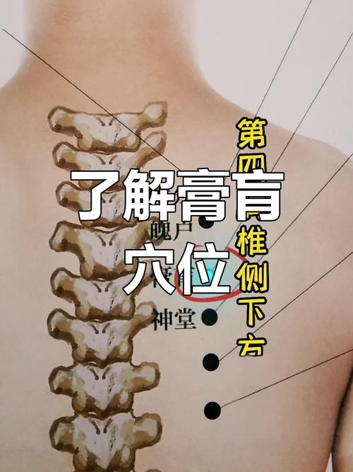 膏肓的准确位置图_膏肓穴按摩保健法
