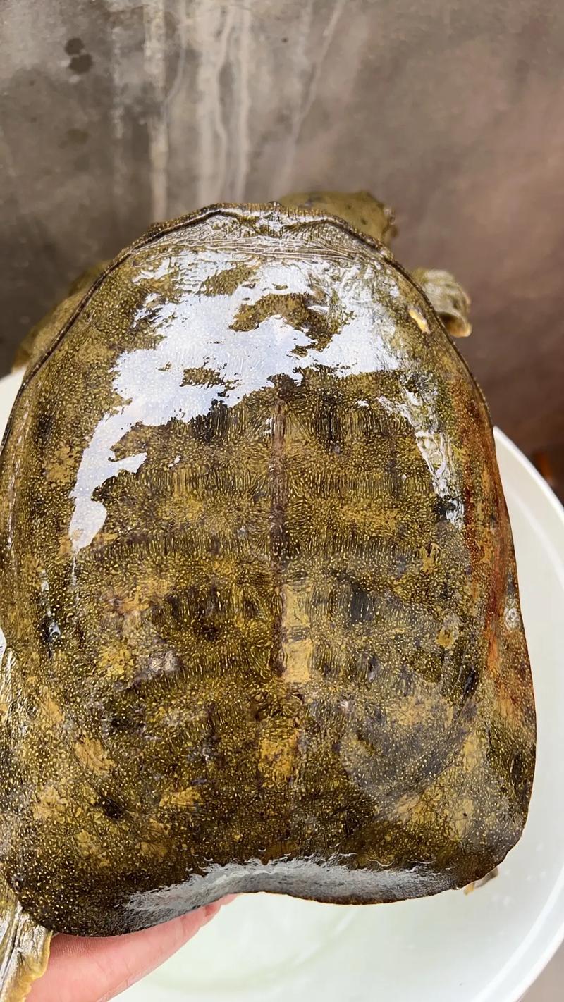 纯野生甲鱼是什么颜色_看底板背部爪肉细节 纯野生甲鱼是什么颜色_看底板背部爪肉细节