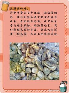 蛤蜊和花甲有什么区别_花甲与蛤蜊的区别，选购美食要懂！
