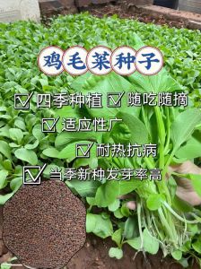 怎样撒菜籽不稀不密_菜籽均匀撒播全攻略