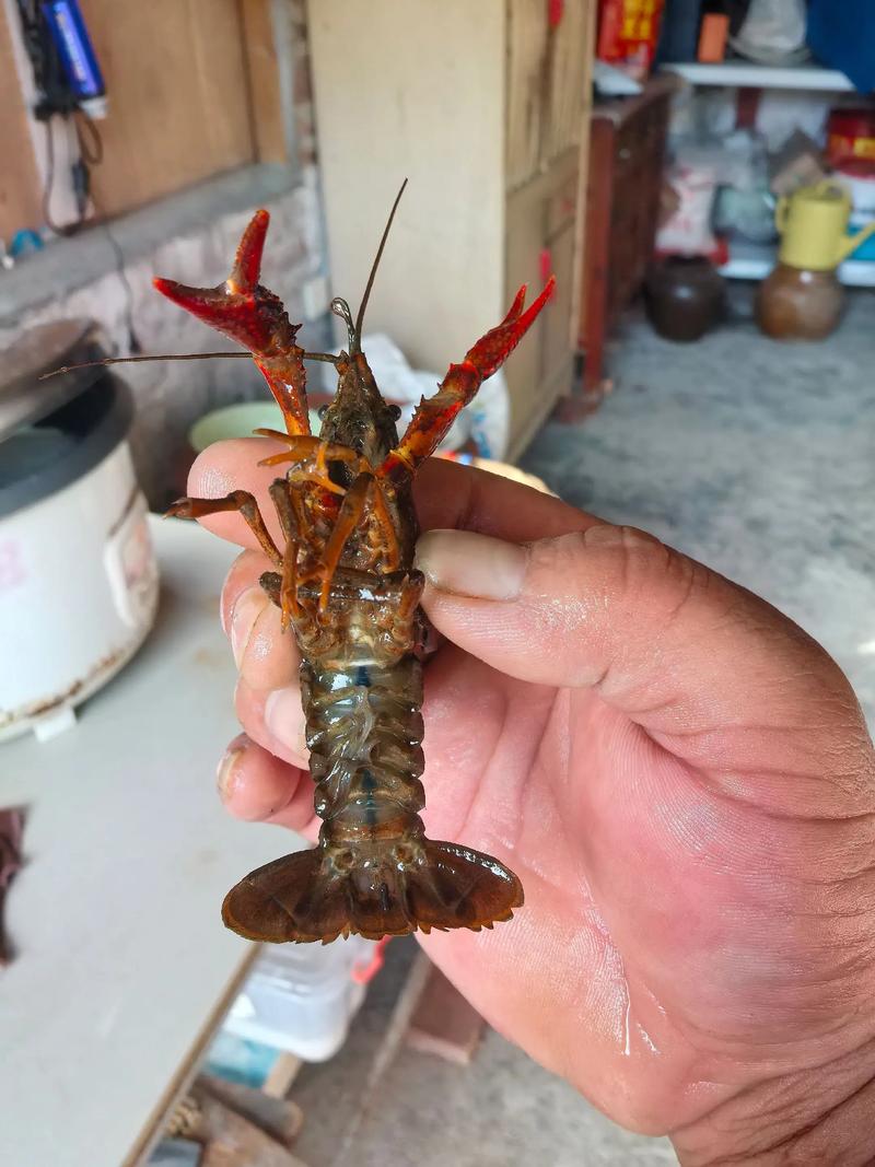 河虾长大了就是小龙虾吗_外形口感大不同