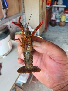 河虾长大了就是小龙虾吗_外形口感大不同