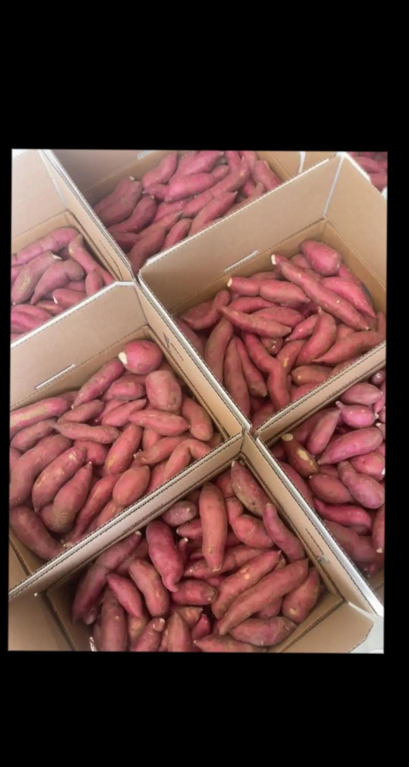 红暑可以放冰箱保存吗_冷藏红薯有讲究，别让坏红薯变坏蛋！