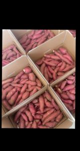 红暑可以放冰箱保存吗_冷藏红薯有讲究，别让坏红薯变坏蛋！