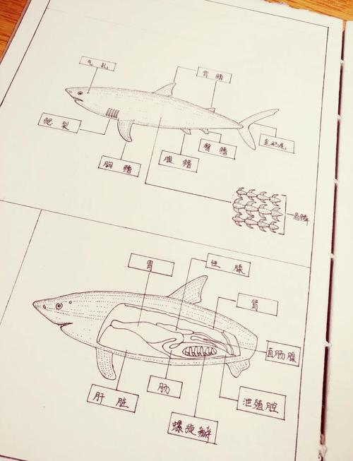 鲨鱼鳍位置图_鲨鱼鱼鳍再生引悲剧，亟待保护海洋生态