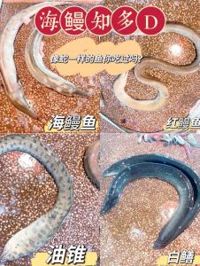 海鳗鱼长什么样_蛇形捕食者，深海伪装高手