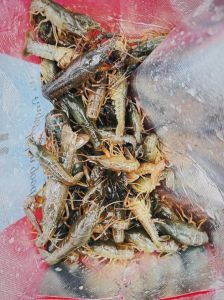 蝲蛄就是小龙虾吗_纯净与适应，珍贵与泛滥