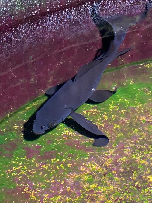 鱼鳍是鱼的哪个部位_平衡摄食浮力大