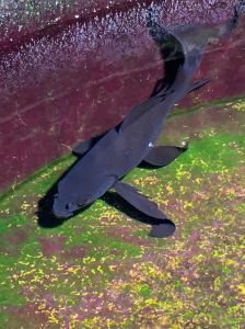 鱼鳍是鱼的哪个部位_平衡摄食浮力大