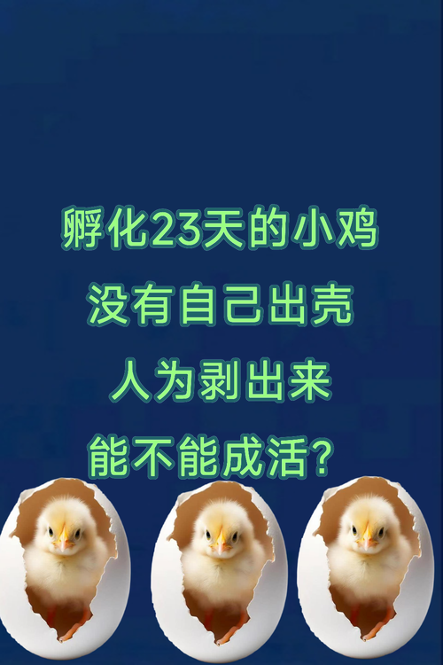 没出壳的小鸡有营养吗_毛鸡蛋有风险,别吃为好 没出壳的小鸡有营养吗_毛鸡蛋有风险,别吃为好