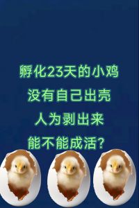 没出壳的小鸡有营养吗_毛鸡蛋有风险，别吃为好