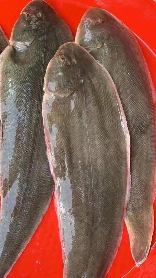 龙利鱼是深海鱼吗_鲜嫩营养龙利鱼，老人小孩都爱吃